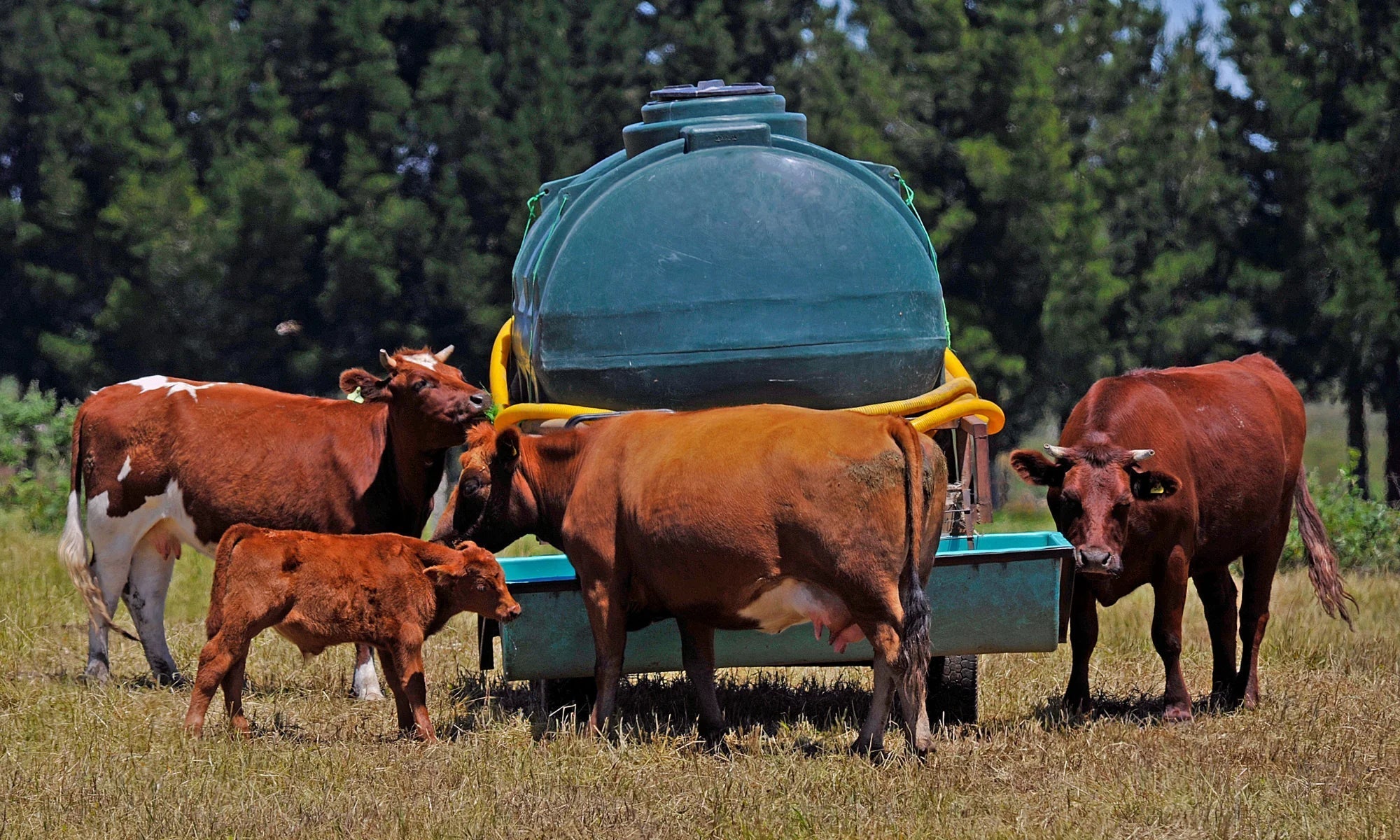 Hemp's Potential As Livestock Feed