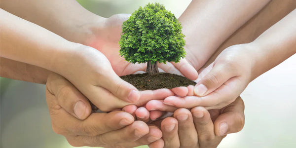 Innovation in Sustainability